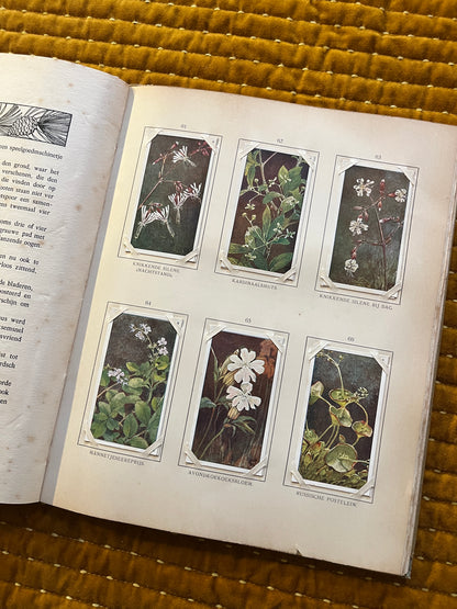 Blonde Duinen Verkade Plaatjesalbum 1910