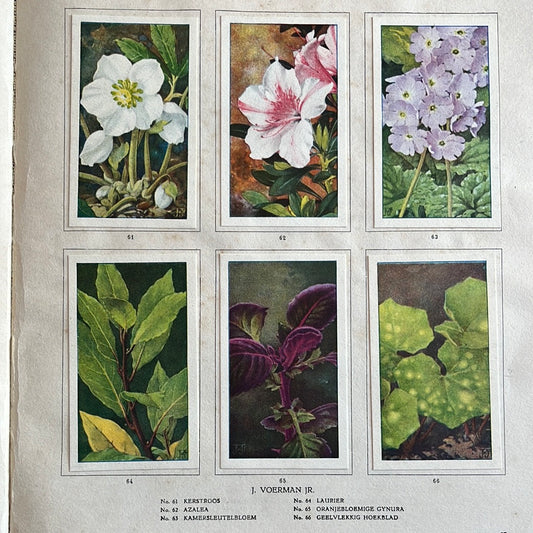 6 Verkade-Bilder Zimmerpflanzen 1928 (61-66)
