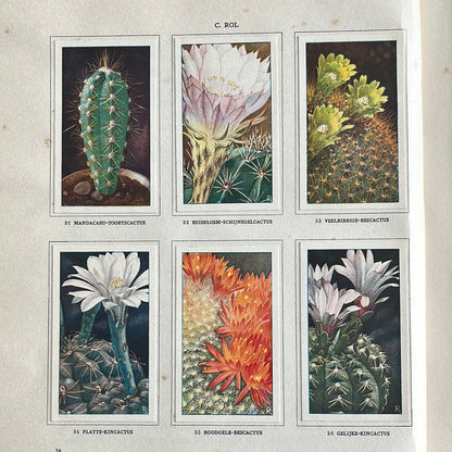 6 Verkade pictures Cacti 1931 (31-36)