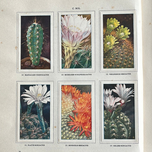 6 Verkade plaatjes Cactussen 1931 (31-36)