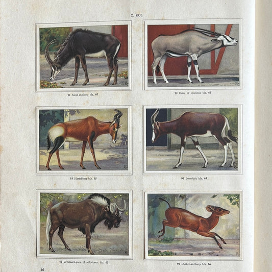 6 Verkade plaatjes Apen en hoefdieren in Artis 1940 (91-96)