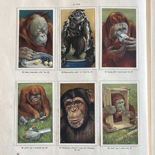 6 Verkade-Bilder Affen und Huftiere in Artis 1940 (43-48)