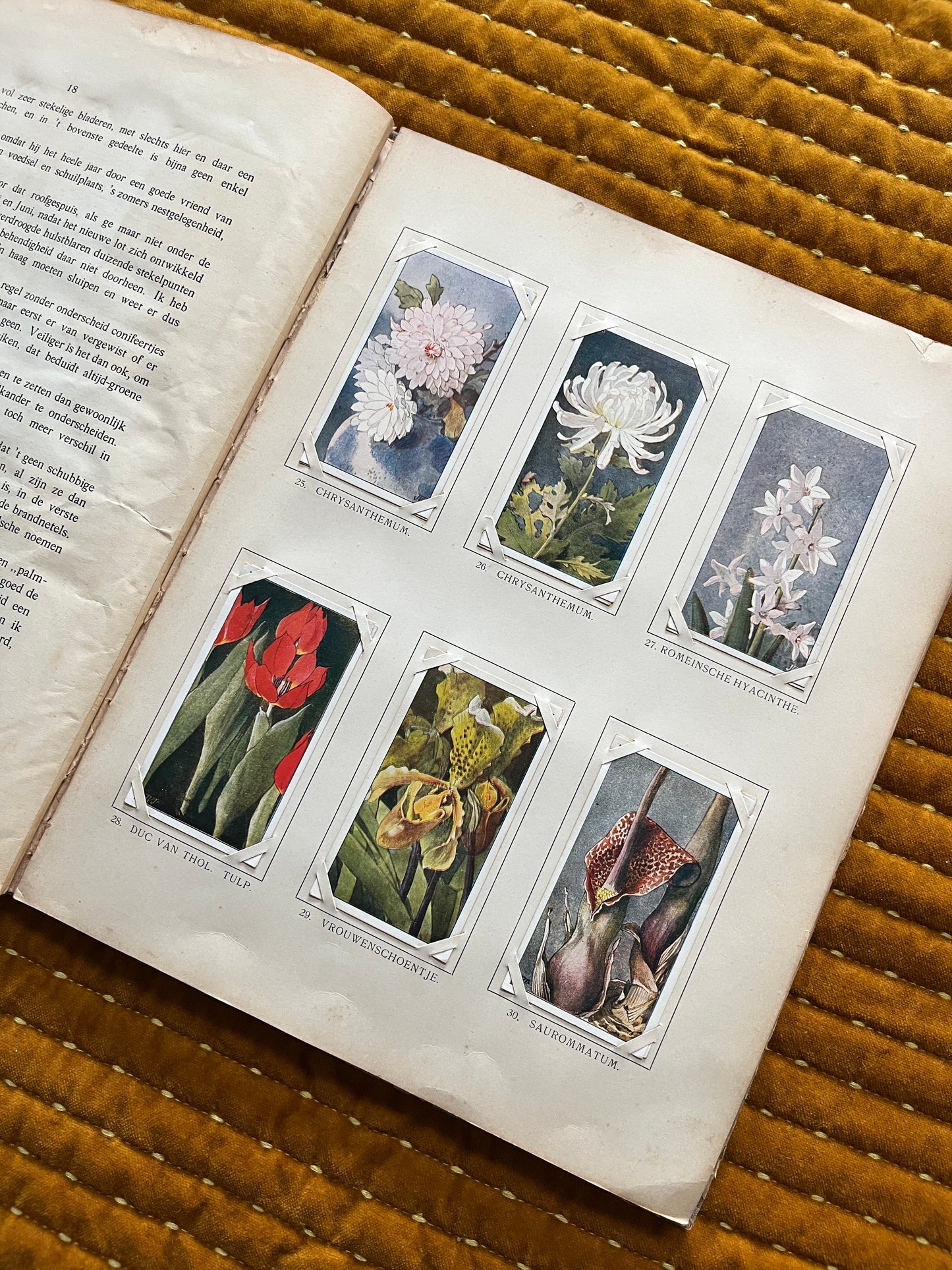 Winter Verkade Plaatjesalbum 1909