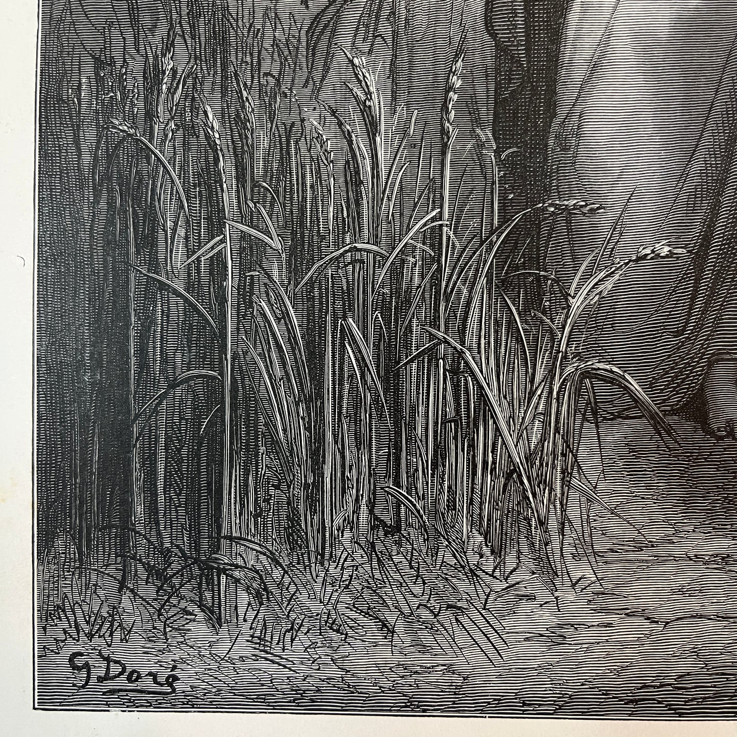 The apostles picking ears of corn on the sabbath day. Original wood engraving by Gustave Doré from 1875.