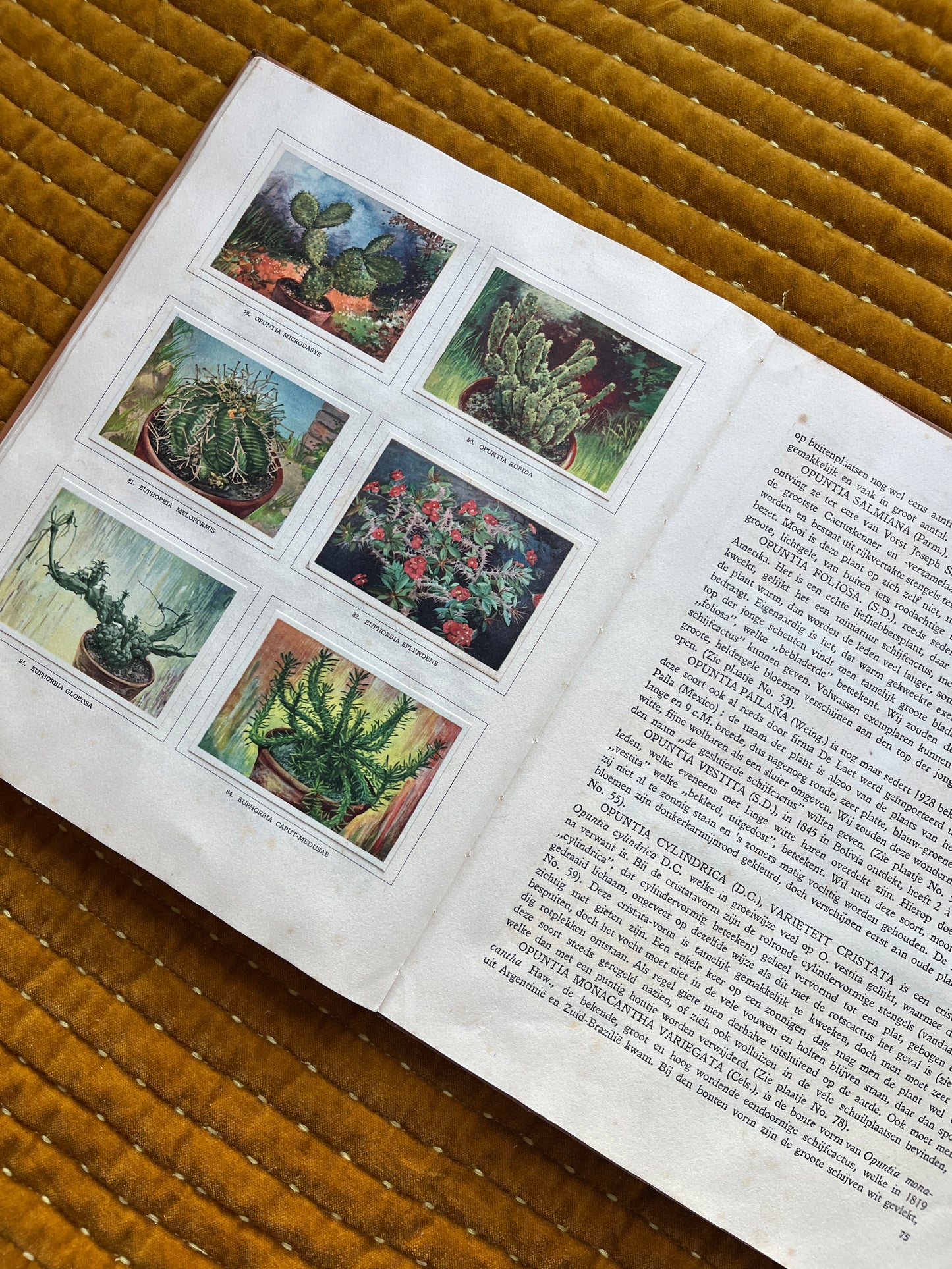 Cactus-Album Plaatjesalbum