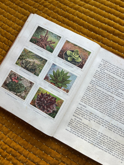 Cactus-Album Plaatjesalbum