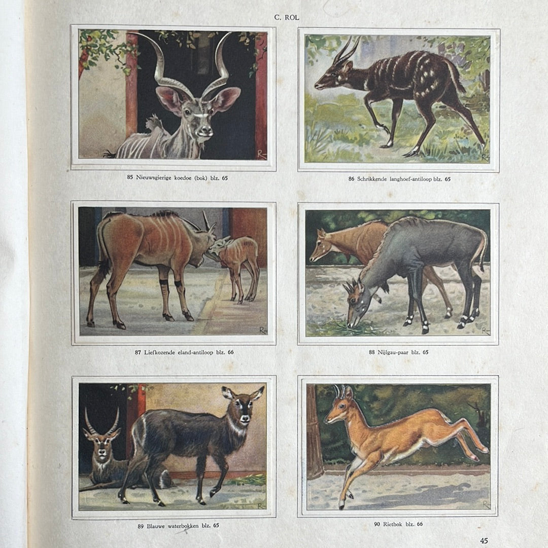 6 Verkade plaatjes Apen en hoefdieren in Artis 1940 (85-90)
