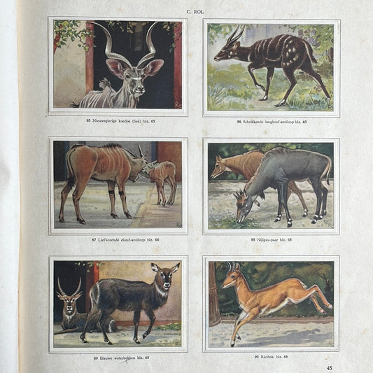 6 Verkade plaatjes Apen en hoefdieren in Artis 1940 (85-90)