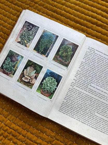 Cactus-Album Plaatjesalbum