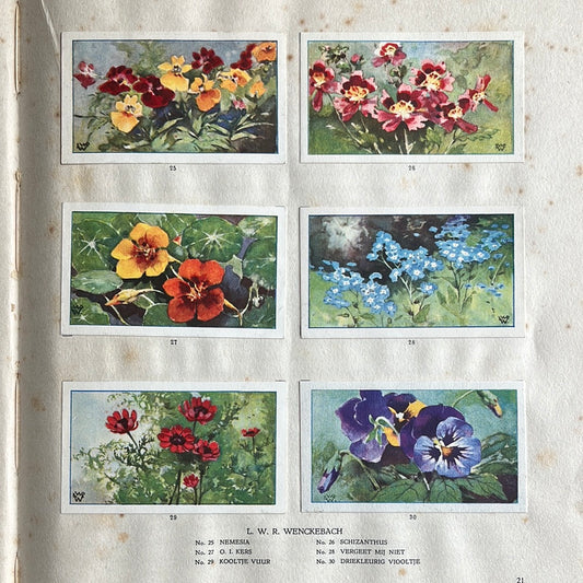 6 Verkade-Bilder Die Blumen in unserem Garten 1926 (25-30)