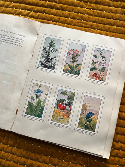 Herfst Verkade Plaatjesalbum 1910