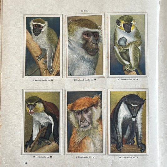 6 Verkade plaatjes Apen en hoefdieren in Artis 1940 (19-24)