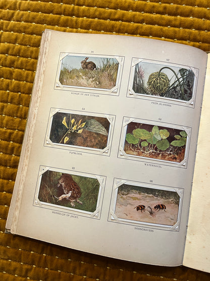 Blonde Duinen Verkade Plaatjesalbum 1910