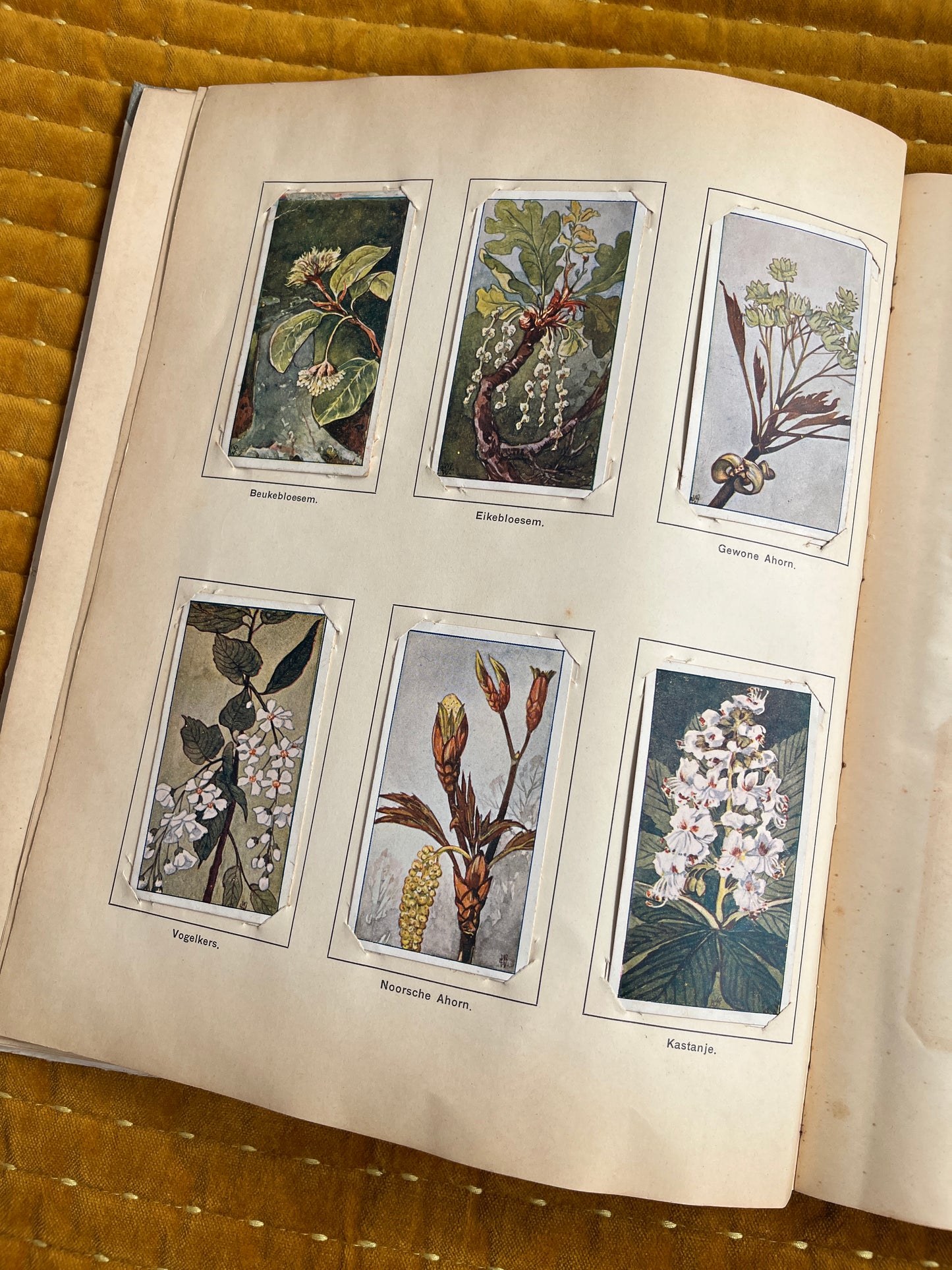 Lente Verkade Plaatjesalbum 1906