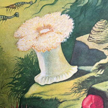 Plaat 1: Zee-anemonen 1930