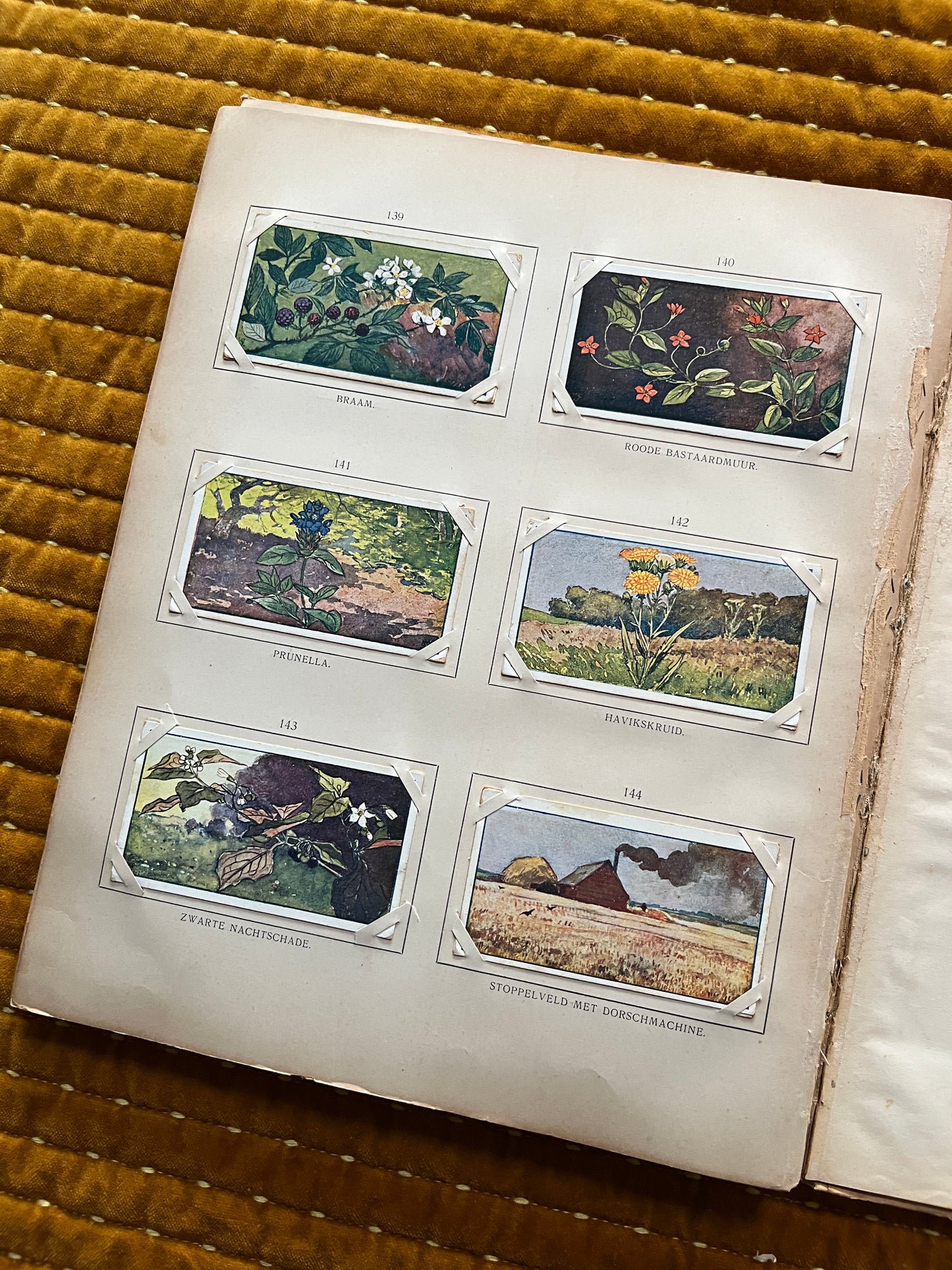 Zomer Verkade Plaatjesalbum 1907