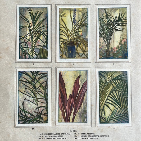 6 Verkade plaatjes Kamerplanten 1928 (7-12)