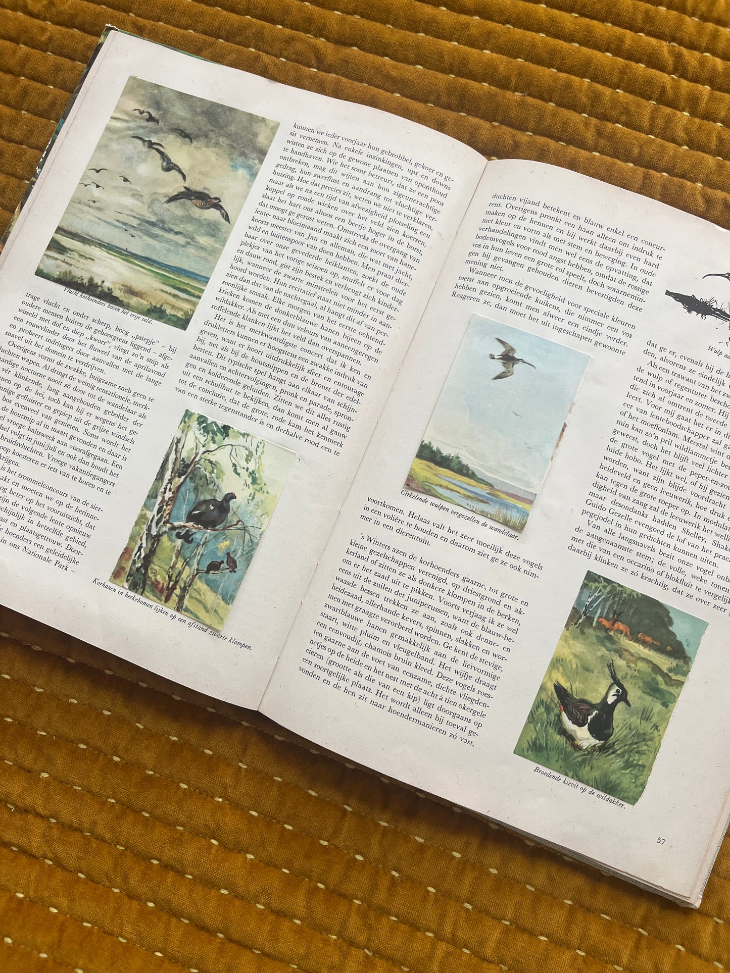 So lebt die Hoge Veluwe – Fotoalbum 1960