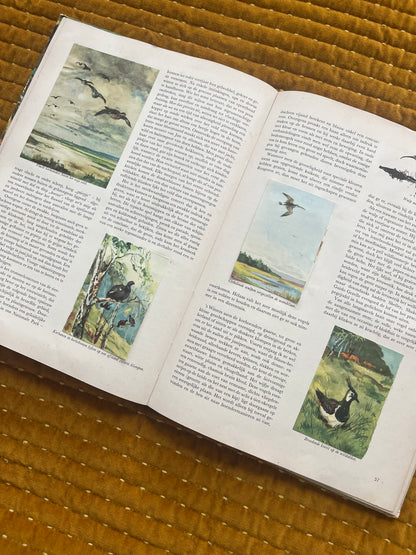 So lebt die Hoge Veluwe – Fotoalbum 1960