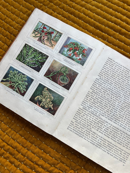 Cactus-Album Plaatjesalbum