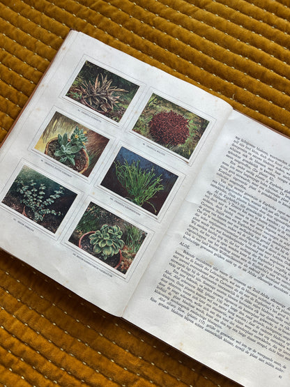 Cactus-Album Plaatjesalbum