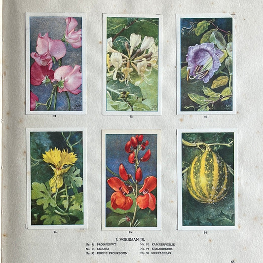 6 Verkade plaatjes De bloemen in onze tuin 1926 (91-96)