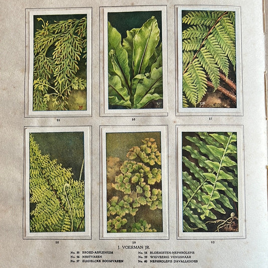 6 Verkade plaatjes Kamerplanten 1928 (55-60)