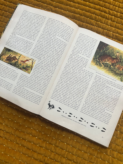 So lebt die Hoge Veluwe – Fotoalbum 1960