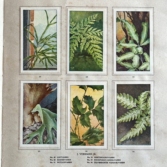 6 Verkade plaatjes Kamerplanten 1928 (49-54)