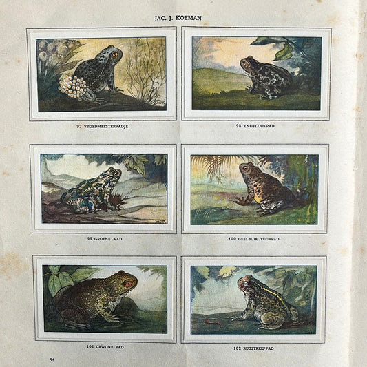 6 Verkade-Bilder Meerwasseraquarium und Terrarium 1930 (97-102)