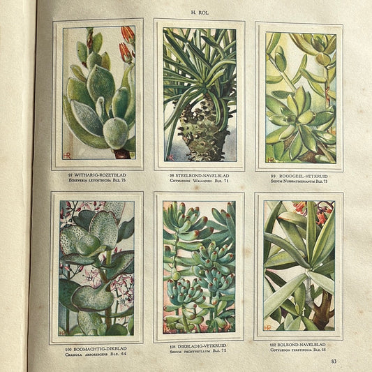 6 Verkade plaatjes Vetplanten 1932 (97-102)