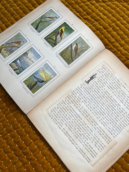 Zomer Verkade Plaatjesalbum 1908 (tweede druk)