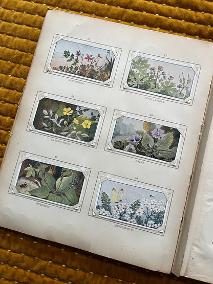 Zomer Verkade Plaatjesalbum 1907