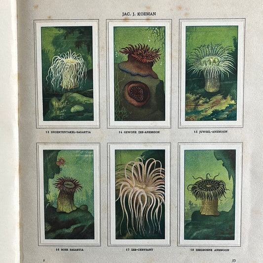 6 Verkade plaatjes Zeewateraquarium en terrarium 1930 (13-18)