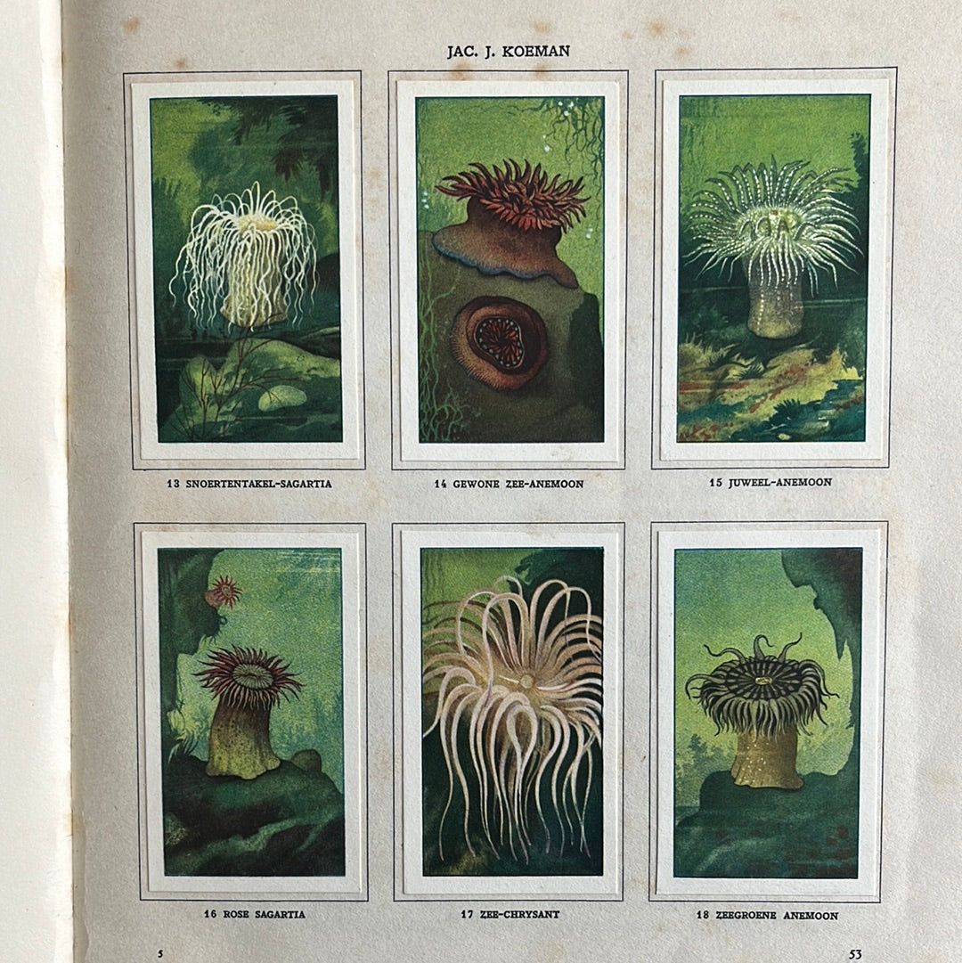 6 Verkade pictures Seawater aquarium and terrarium 1930 (13-18)
