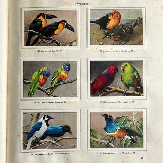 6 Verkade-Bilder Tierleben in Artis 1939 (19-24)