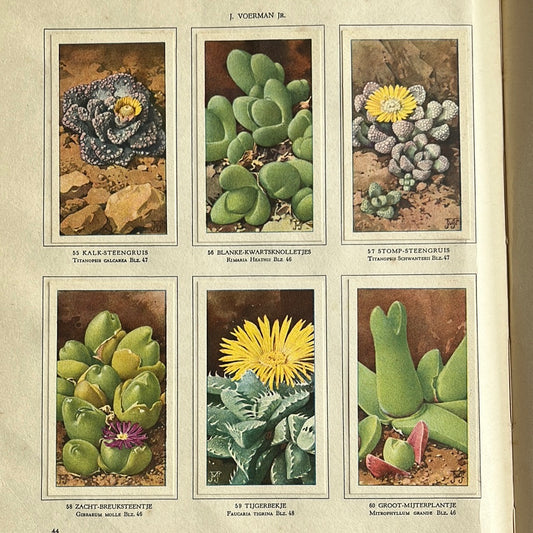 6 Verkade plaatjes Vetplanten 1932 (55-60)