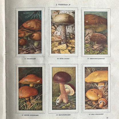 6 Verkade pictures Mushrooms 1929 (37-42)