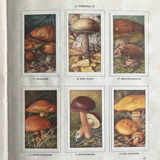 6 Verkade-Bilder Pilze 1929 (37-42)