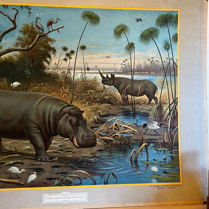 Vintage school poster Hippopotamus by MA Koekkoek In the area of ​​the Upper Nile