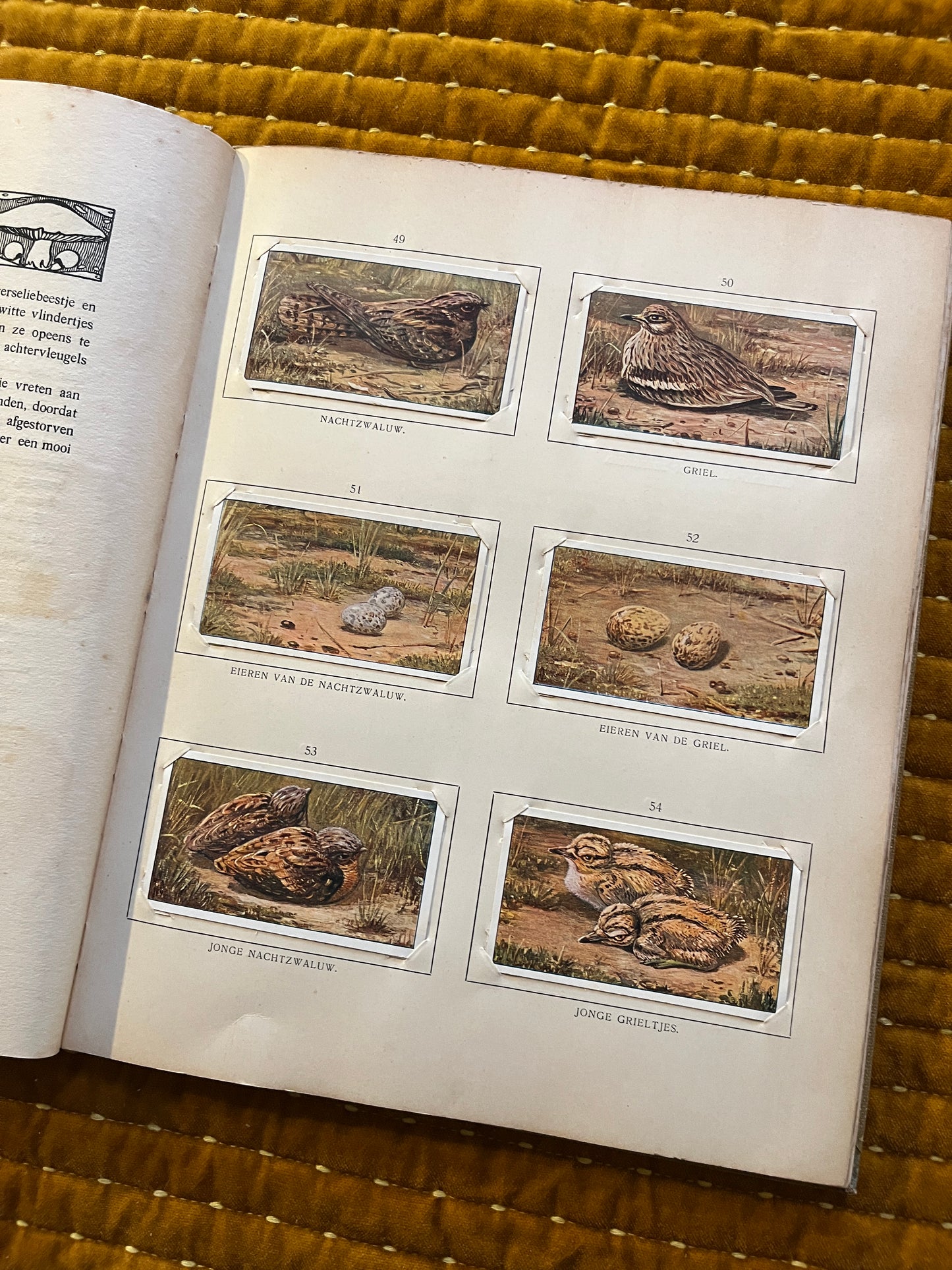 Blonde Duinen Verkade Plaatjesalbum 1910