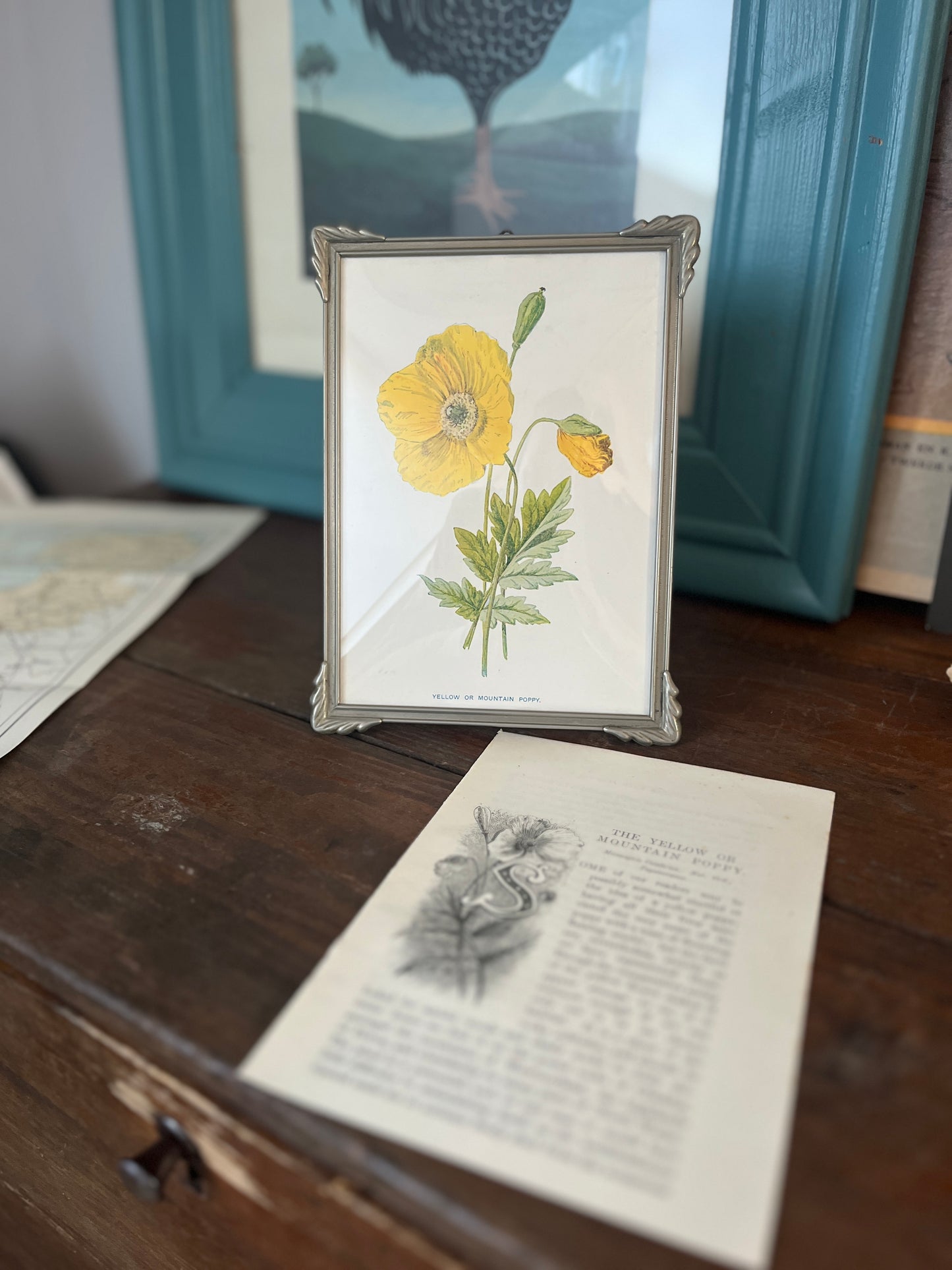 Antiek art deco lijstje met prent uit 1910 van een Yellow Poppy