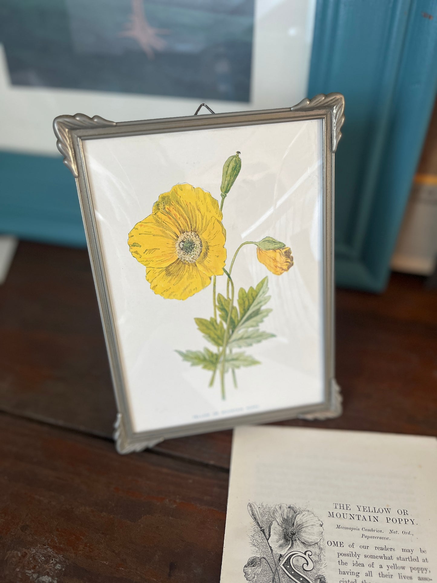 Antiek art deco lijstje met prent uit 1910 van een Yellow Poppy