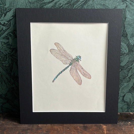 Dragonfly 1979 Janet Marsh
