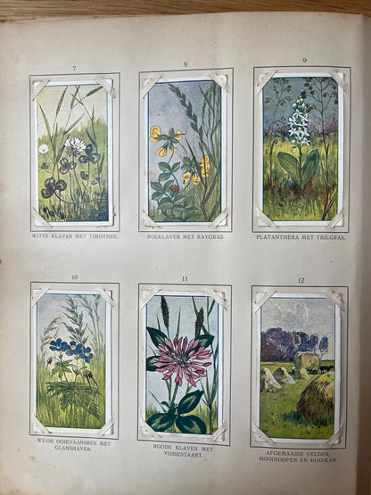 Losse Verkade plaatjes Zomer (1907) 7-12