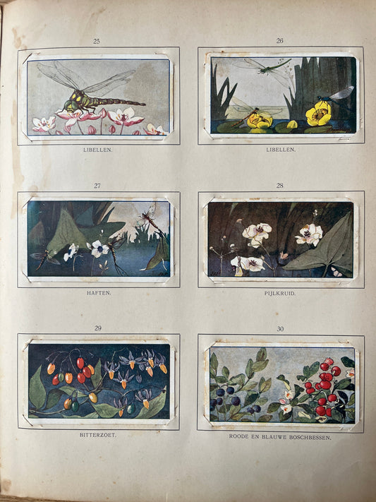 Losse Verkade plaatjes Zomer (1907) 25-29