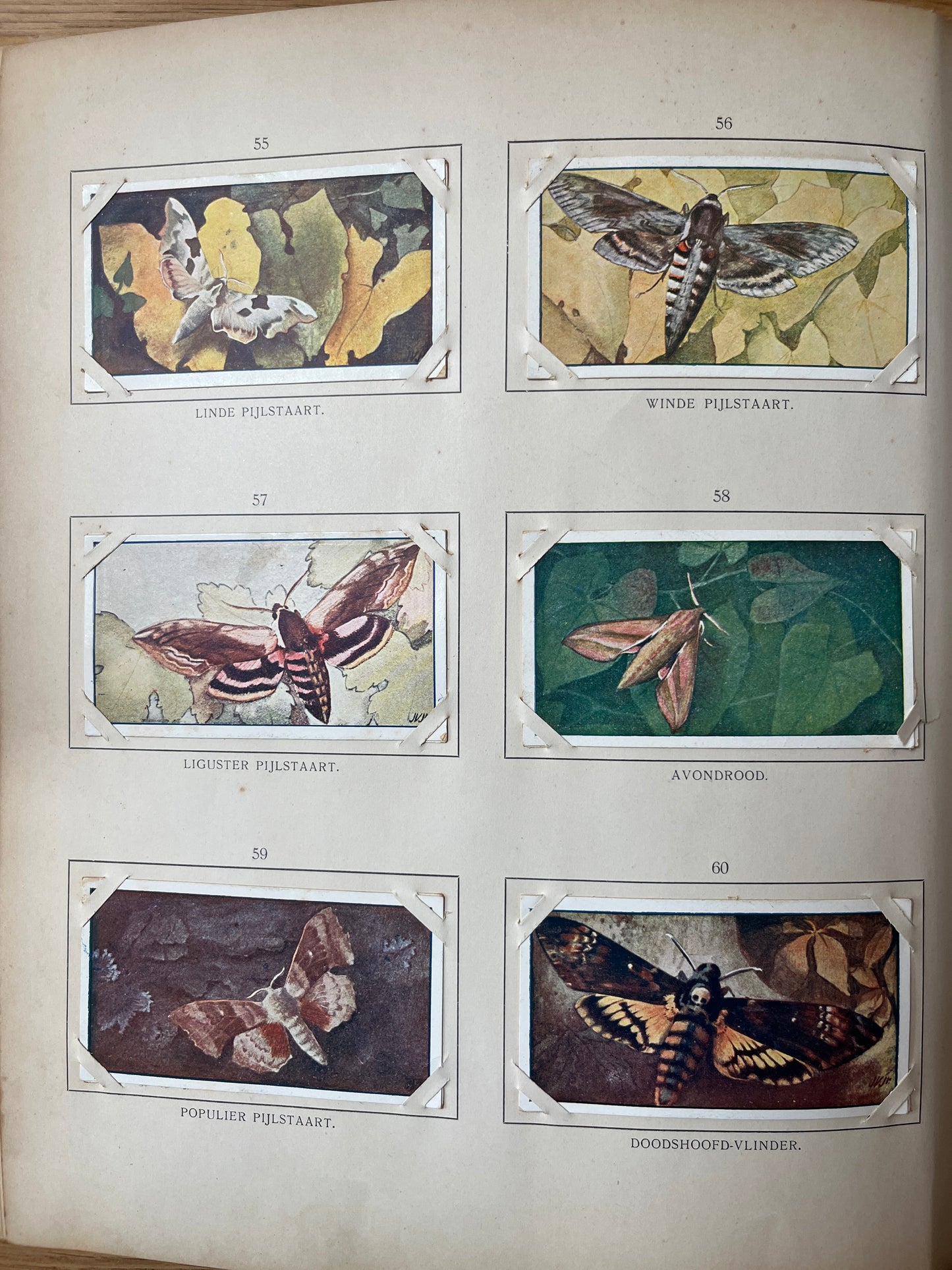 Losse Verkade plaatjes Zomer (1907) 55-60