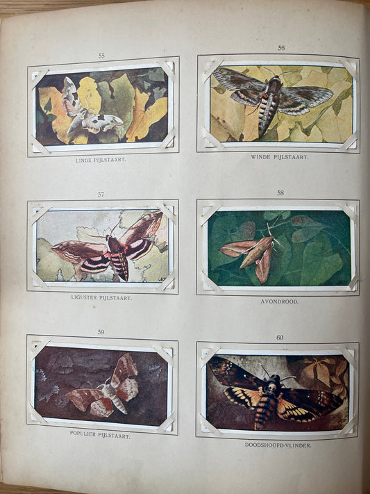 Losse Verkade plaatjes Zomer (1907) 55-60