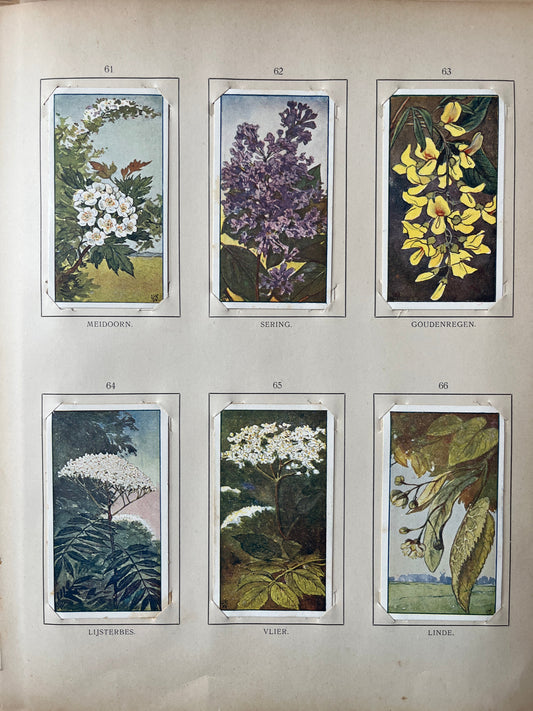 Losse Verkade plaatjes Zomer (1907) 61-66