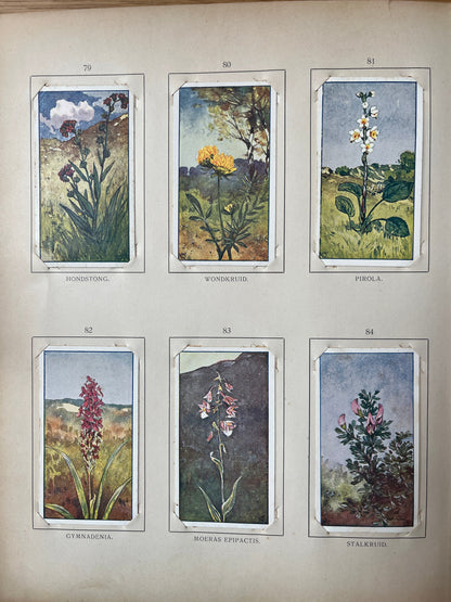 Loose Verkade pictures Summer (1907) 79-84